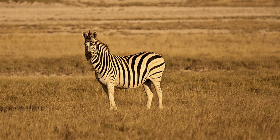 Botswana Zebra