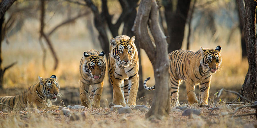 Spotting wildlife on safari in Ranthambore National Park